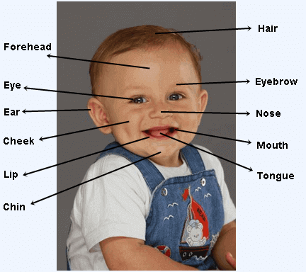 Body Parts / Face Parts in English